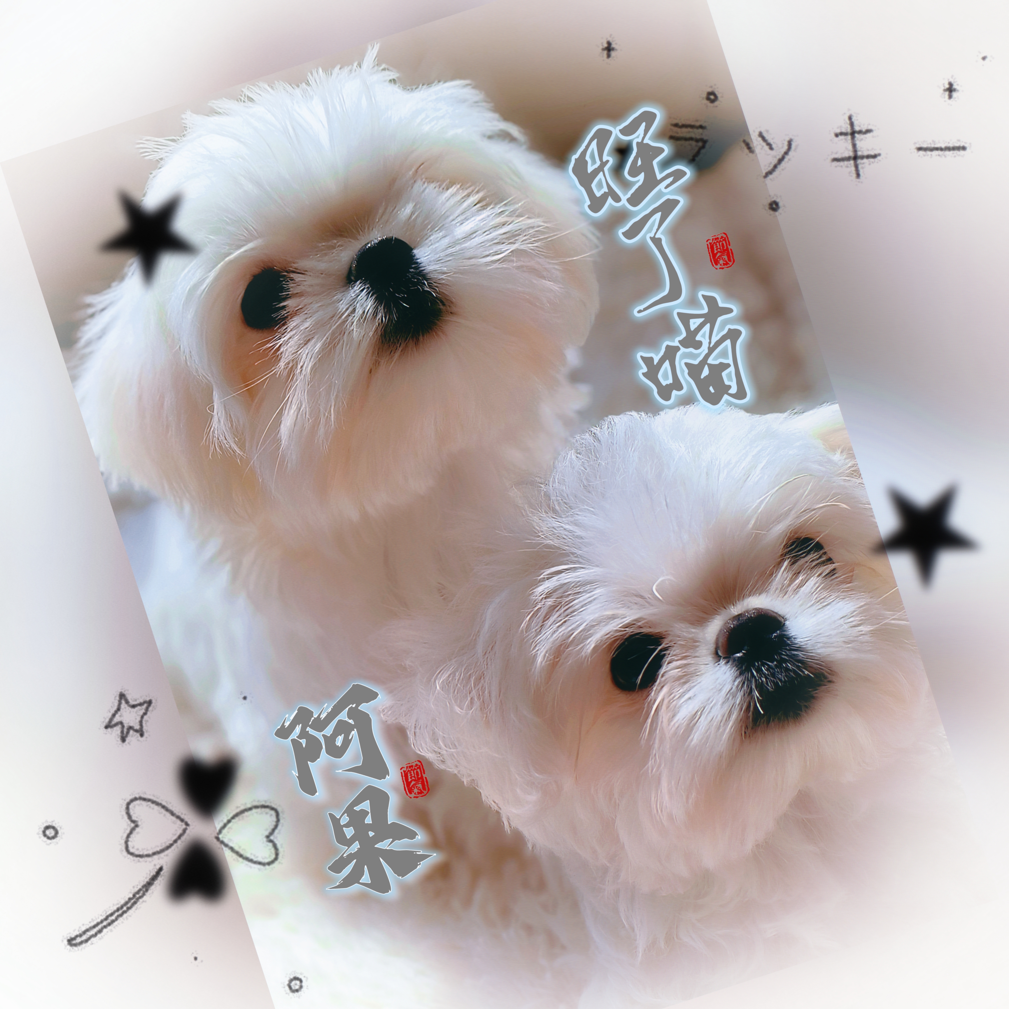 马尔济斯精品妹妹，超小体，犬舍新出7只狗崽子，纯血韩版小体/超小体